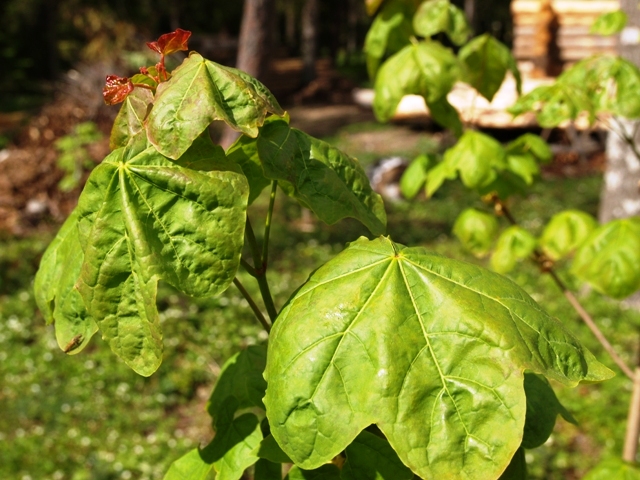 Клен остролистный (Acer platanoides) 'Tharandt'